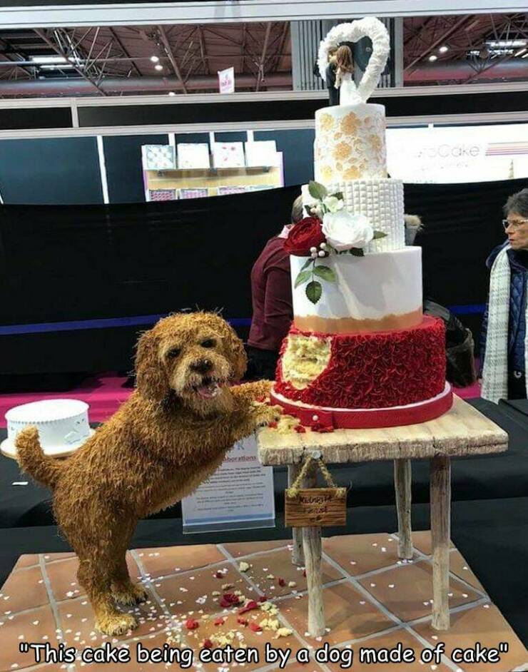 Cake Dog.jpg