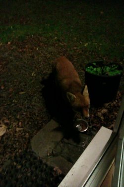 IMAG0156.jpg