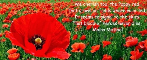 Poppy.JPG