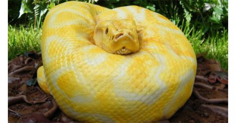 snake cake.jpg
