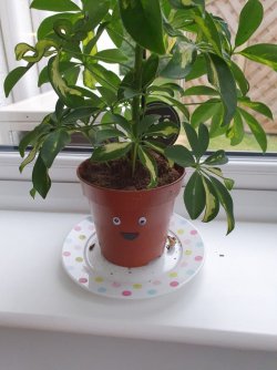 Plant Medium.jpg