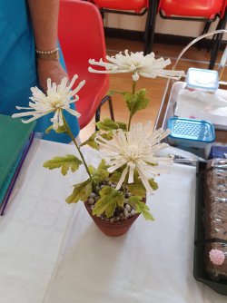 Lesley Dalton Flowers - BSG 3 (Medium).jpg