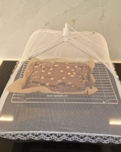 Choc Chip Half and Half Wholemeal Brownie by Help Me Bake 47 (Medium).jpg Choc Chip Half and Half Wholemeal Brownie by Help Me Bake 47 (Medium).jpg
