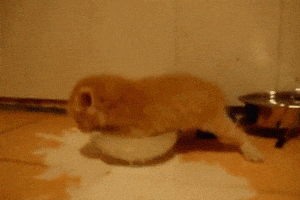 kitchen spilling GIF