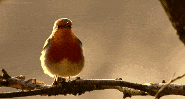 european robin GIF by Head Like an Orange